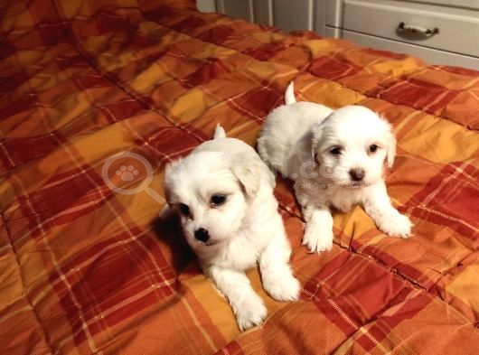 Maltipoo Bebeklerimiz Evinizin Neşesi görsel