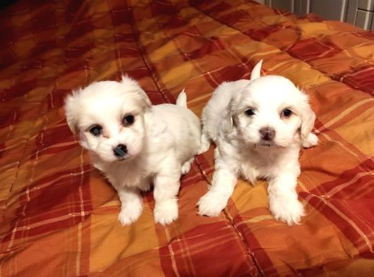 Maltipoo Bebeklerimiz Evinizin Neşesi