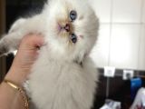 Top Kafali Safkan Bri̇ti̇sh Bebek