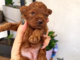 Red Brown Korekan Poodle Ayı Surat Tedy