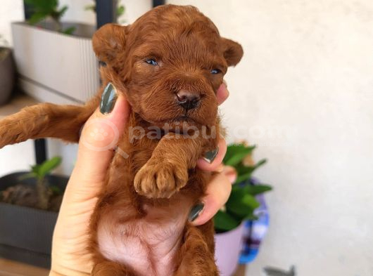 Red Brown Korekan Poodle Ayı Surat Tedy görsel