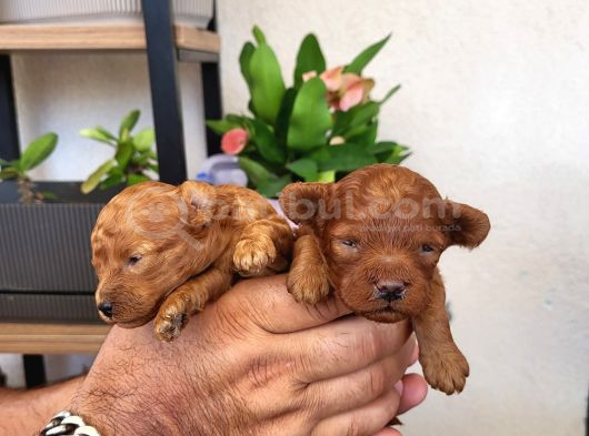 Red Brown Korekan Poodle Ayı Surat Tedy görsel