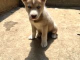 2 Aylık Husky