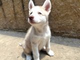Husky Bebekler