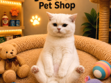 Karbeyaz Harika Güzellikte Oyuncu British Shorthair Yavrumuz