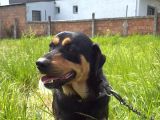 Bakımlı 3 Yaş Erkek Rottweiler Kırması  Aşıları Tam