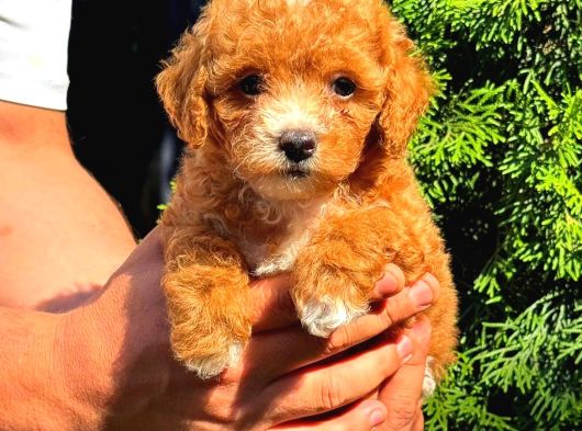 Toy Poodle Sevi̇mli̇ Yavrular Ev Üreti̇mi̇ görsel