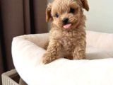 Malti̇poo Ci̇nsi̇ Yavrular Ev Üreti̇mi̇