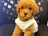 Toy Poodle Sevi̇mli̇ Yavrular Ev Üreti̇mi̇