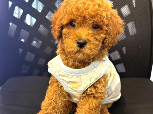 Toy Poodle Sevi̇mli̇ Yavrular Ev Üreti̇mi̇