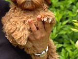 Toy Poodle Sevi̇mli̇ Yavrular Ev Üreti̇mi̇