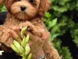 Toy Poodle Sevi̇mli̇ Yavrular Ev Üreti̇mi̇