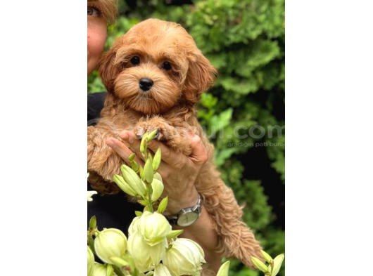 Toy Poodle Sevi̇mli̇ Yavrular Ev Üreti̇mi̇ görsel
