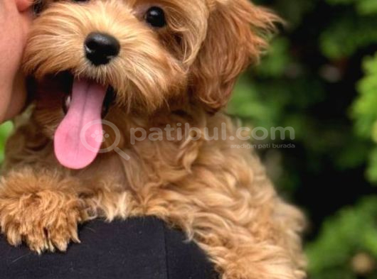 Malti̇poo Ci̇nsi̇ Yavrular Ev Üreti̇mi̇