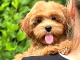 Toy Poodle Sevi̇mli̇ Yavrular Ev Üreti̇mi̇