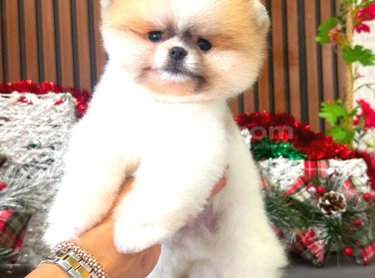 Pomerri̇an Boo Sevi̇mli̇ Yavrular