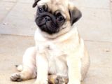 Pug Mops Yavrular Ev Üreti̇mi̇