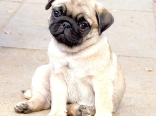 Pug Mops Yavrular Ev Üreti̇mi̇ görsel