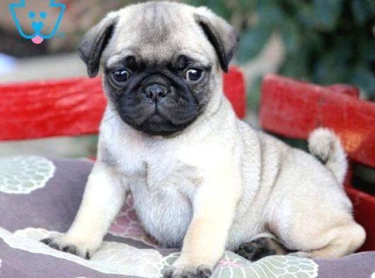 Pug Mops Yavrular Ev Üreti̇mi̇