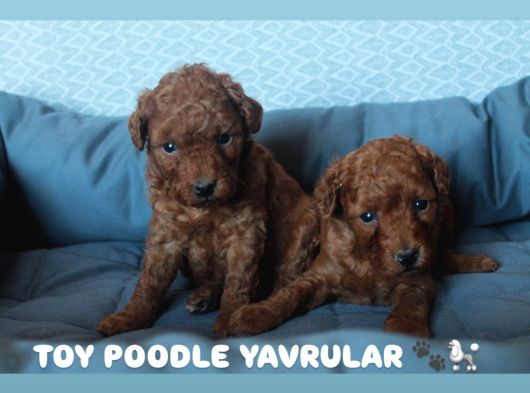Premium Kali̇te Toy Poodle Yavrulari görsel