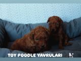 Premium Kali̇te Toy Poodle Yavrulari