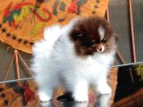 Poodle Çi̇fli̇ği̇nden Hari̇ka Bebekler