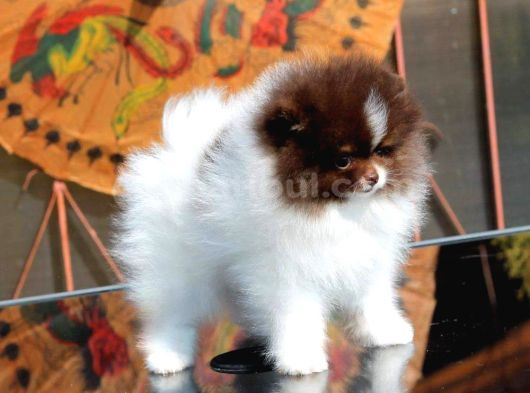 Poodle Çi̇fli̇ği̇nden Hari̇ka Bebekler