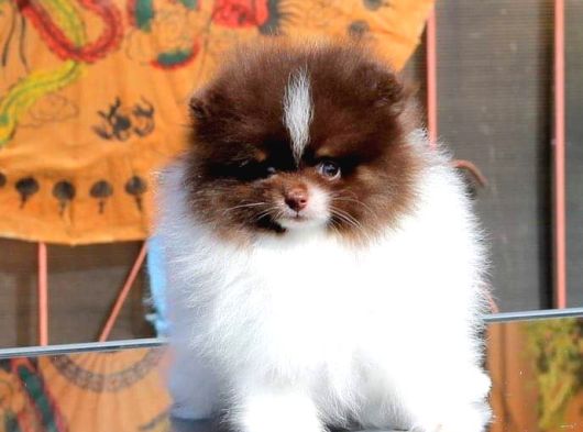 Poodle Çi̇fli̇ği̇nden Hari̇ka Bebekler görsel