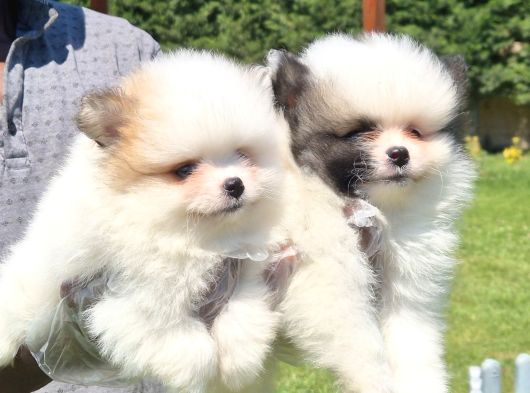 Pomerani̇an Çi̇fli̇ği̇nden Muhteşem Pomerani̇an Bebekleri̇