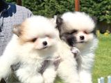 Pomerani̇an Çi̇fli̇ği̇nden Muhteşem Pomerani̇an Bebekleri̇