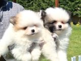 Pomerani̇an Çi̇fli̇ği̇nden Muhteşem Pomerani̇an Bebekleri̇