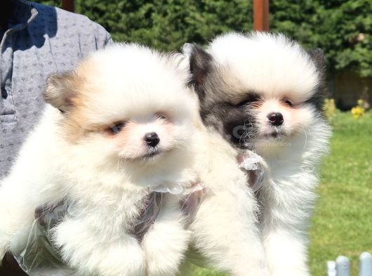 Pomerani̇an Çi̇fli̇ği̇nden Muhteşem Pomerani̇an Bebekleri̇ görsel
