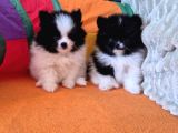 En Sevi̇mli̇ Pomerani̇an Yavrulari