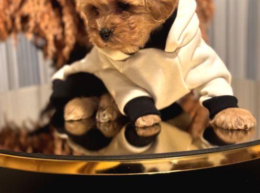 Toy Poodle Yavrular Teslime Hazır görsel