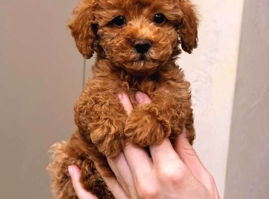 Bebek Suratli Toy Poodle Yavrularimiz görsel