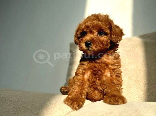 Toy Poodle Yavrularimiz