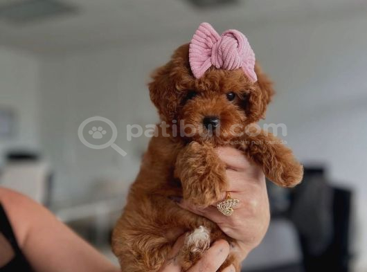Bebeksi̇ Yüzlü Kore Poodle Yavrularimiz