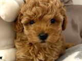 Mi̇ni̇k Suratli Toy Poodle Yavrularimiz