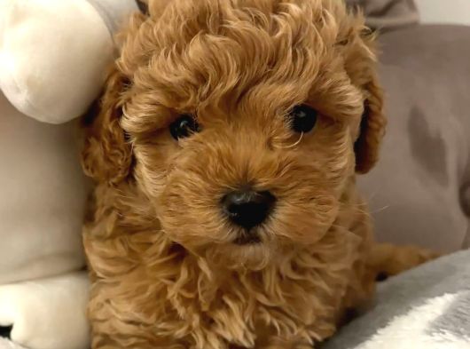 Mi̇ni̇k Suratli Toy Poodle Yavrularimiz