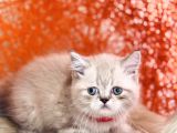 Safkan British Shorthair Silver Point