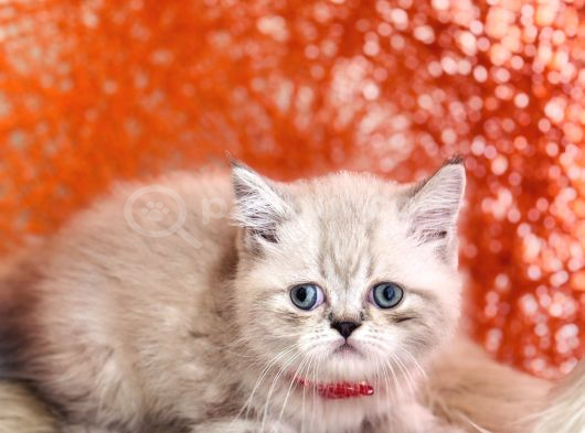 Safkan British Shorthair Silver Point görsel