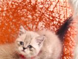 Safkan British Shorthair Silver Point