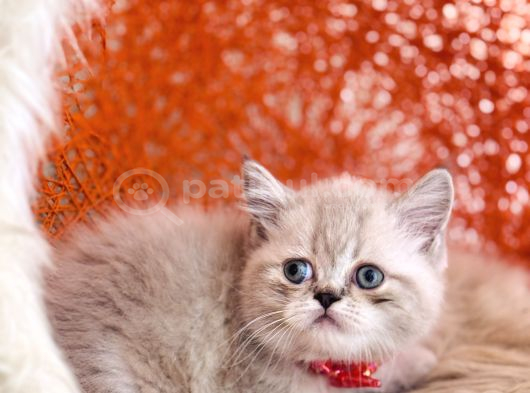 Safkan british Shorthair Silver point
