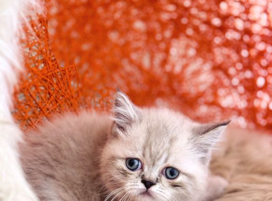 Safkan British Shorthair Silver Point görsel