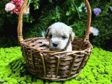 En Mi̇ni̇k Boy Malti̇poo Bebekler