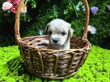 En Mi̇ni̇k Boy Malti̇poo Bebekler