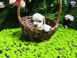 En Mi̇ni̇k Boy Malti̇poo Bebekler