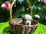 Teacup Malti̇poo Bebekler