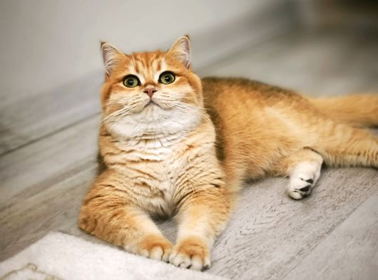 British Shorthair Ny12 Kızımız görsel