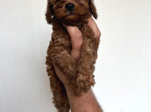 ToyPoodle garantilidir